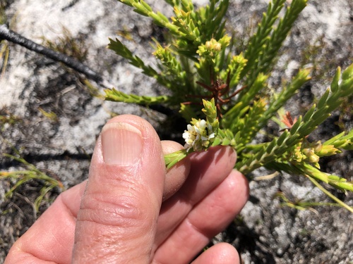 Image of Diosma oppositifolia by (c) Caroline Voget, some rights reserved (CC BY)