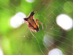Micrathena duodecimspinosa