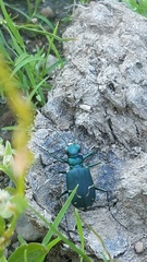 Cicindela tranquebarica sierra