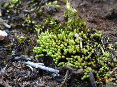 Conostomum tetragonum