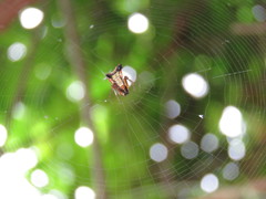 Micrathena duodecimspinosa