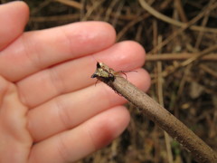 Micrathena duodecimspinosa