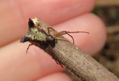 Micrathena duodecimspinosa