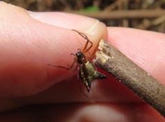 Micrathena duodecimspinosa