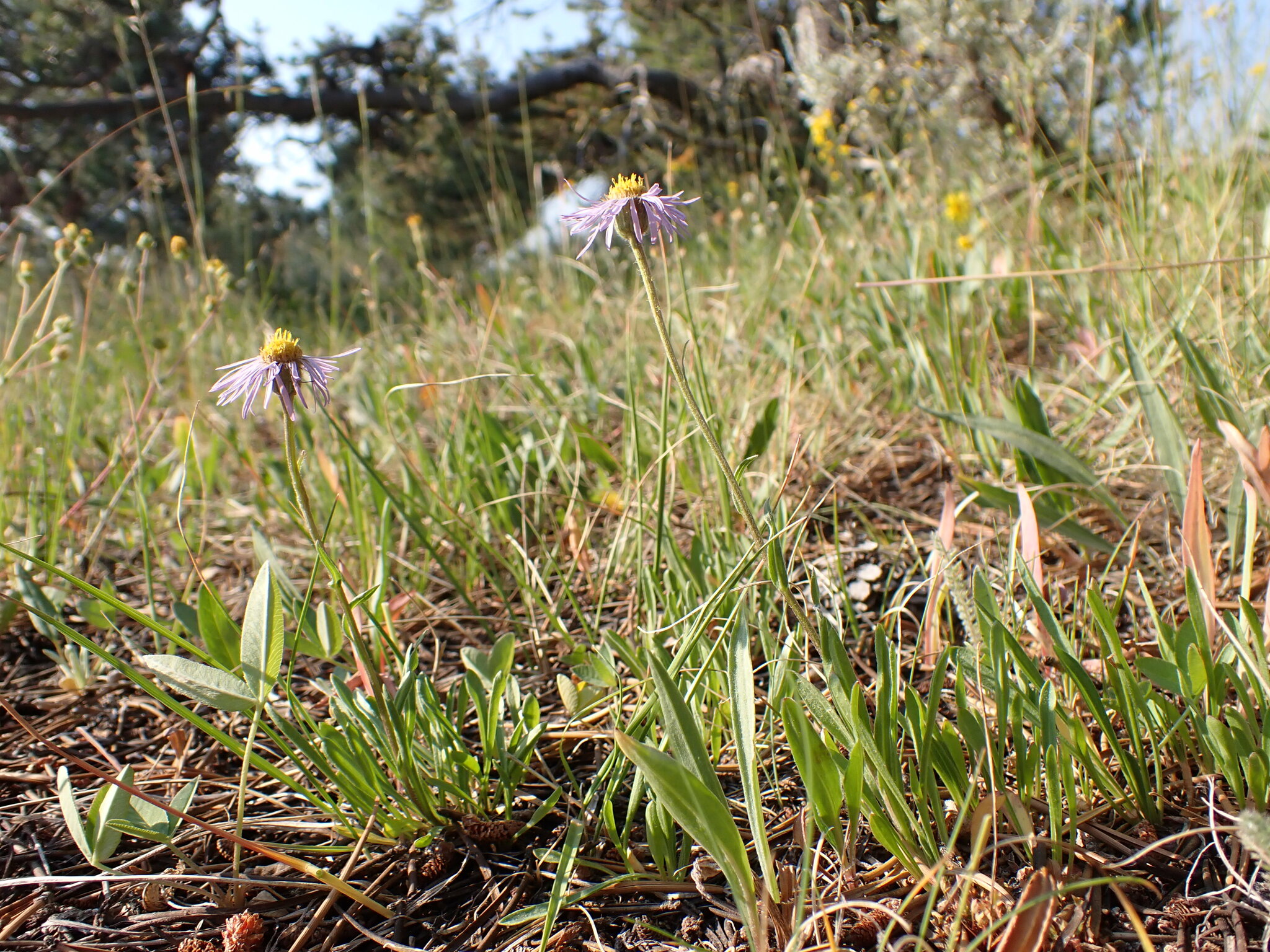 Erigeron gracilis