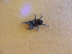 Homoeomma uruguayense