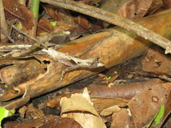 Anolis planiceps