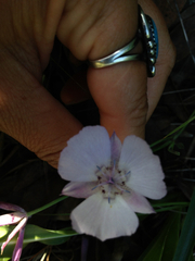 Calochortus umbellatus