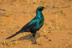 Burchell's Starling photo 3