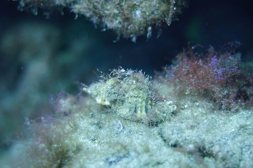 Monoplex aquatilis observed 2025-01-18