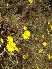 Hemizonia congesta lutescens