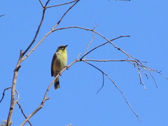 Ptilotula keartlandi