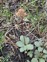 Micranthes aprica