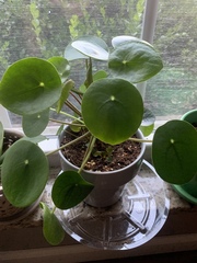 Pilea peperomioides