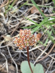 Micranthes aprica