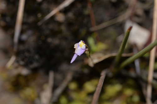 Utricularia warburgii