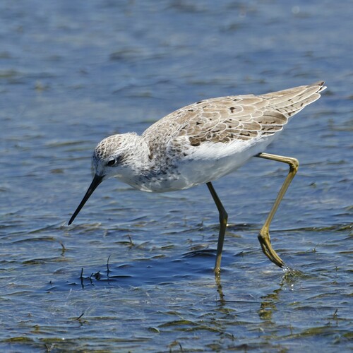 Chevalier stagnatile (Tringa stagnatilis)