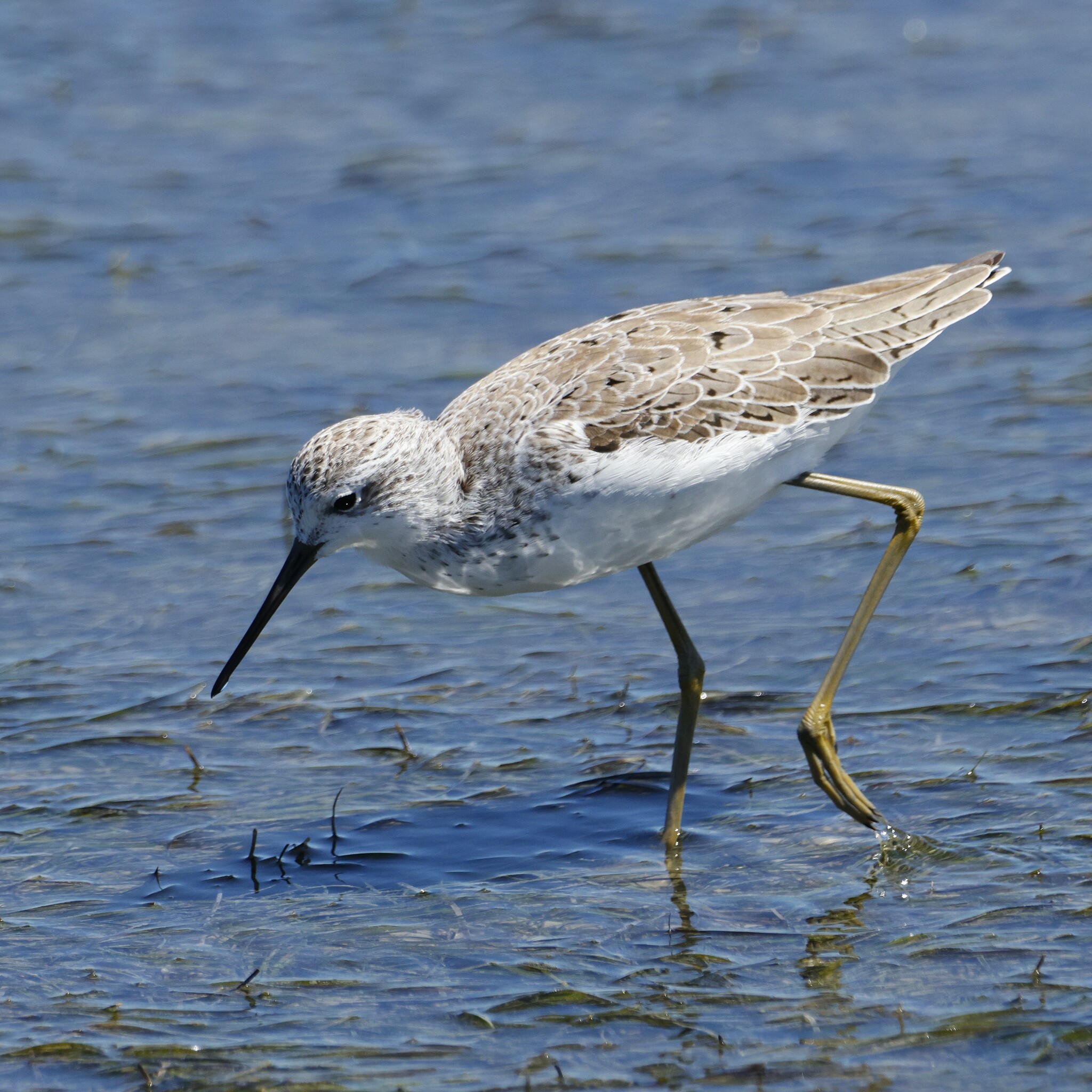 Marsh Sandpiper (Tringa stagnatilis)