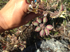 Lomatium dasycarpum dasycarpum