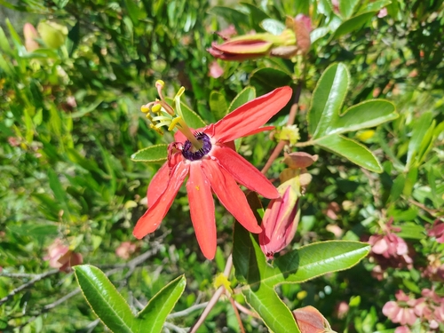 Foto de Maracujá-vermelho