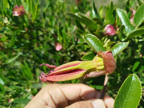 Foto de Maracujá-vermelho