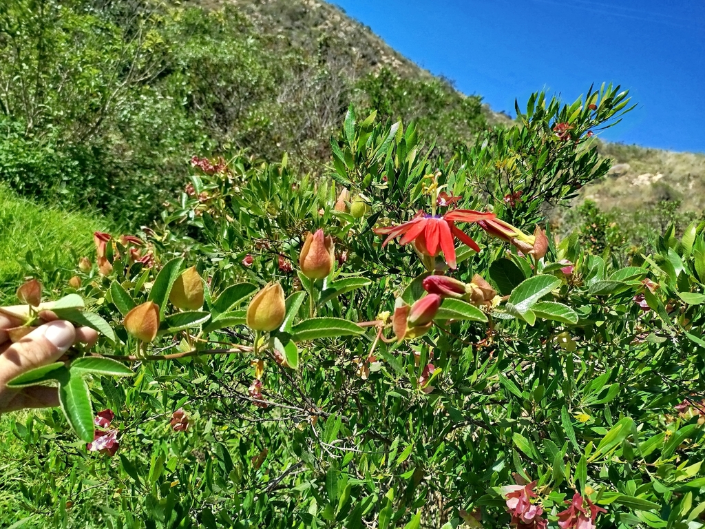 Foto de Maracujá-vermelho