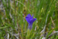 Gentianopsis simplex