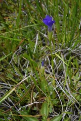 Gentianopsis simplex