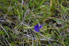 Gentianopsis simplex