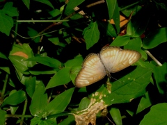 Mestra hersilia