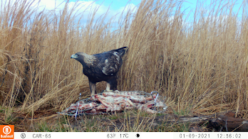 Golden Eagle photographed in South Carolina