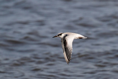 Least Tern photo 5