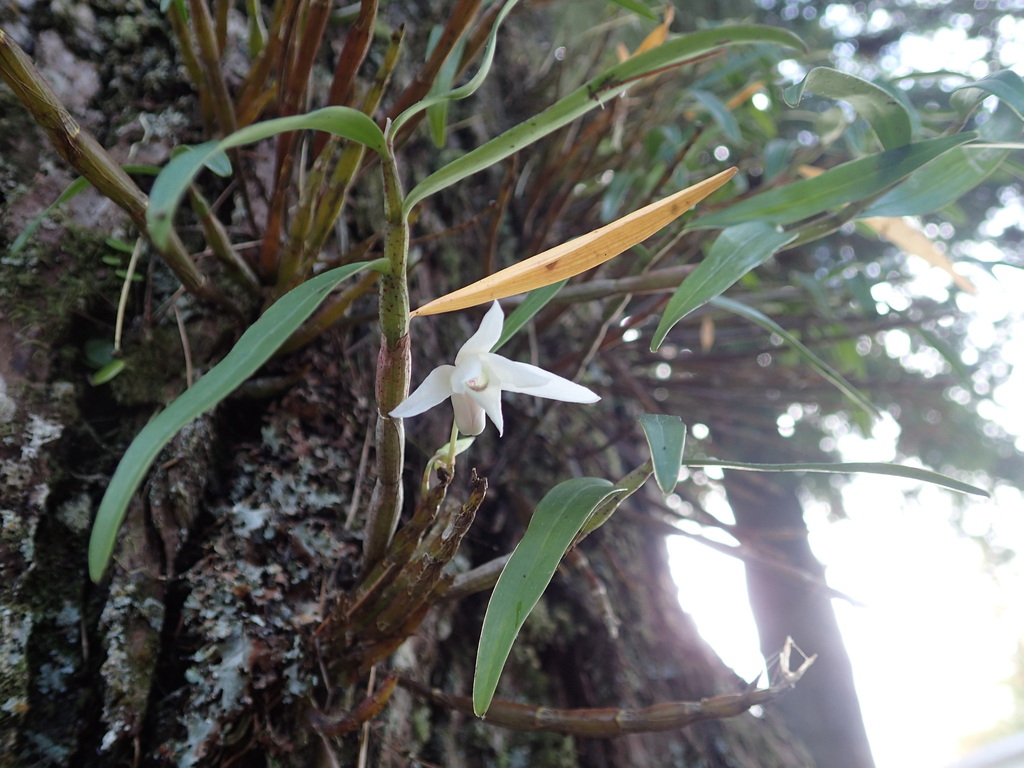 Dendrobium moniliforme (L.) Sw. 4