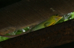 Anolis richardii