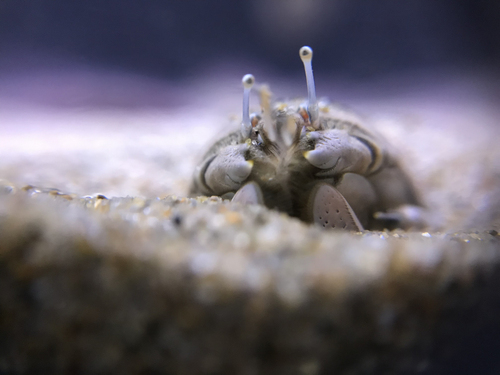 Pacific Sand Crab, photo 2 of 10