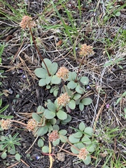 Micranthes aprica