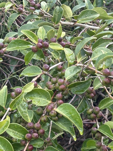 Foto de Cereja-do-mato