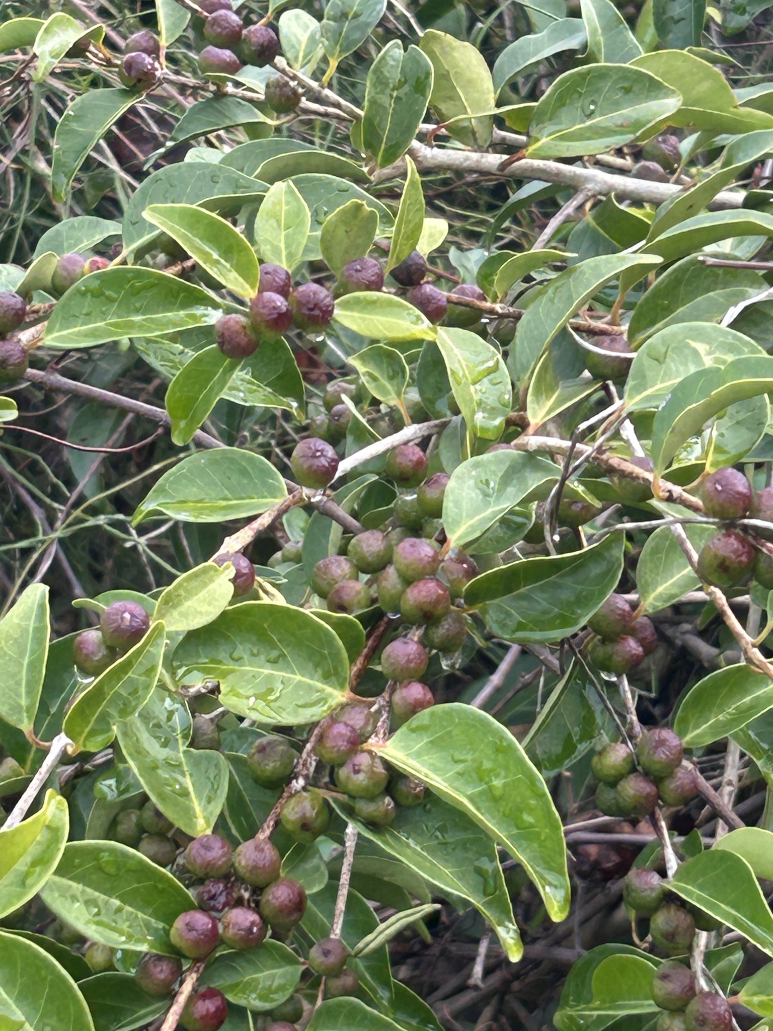 Imagem de Cereja-do-mato