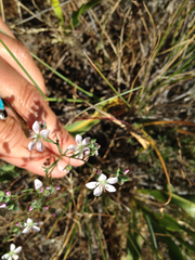 Hesperolinon congestum