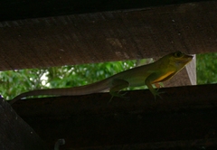Anolis richardii