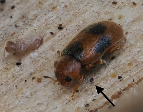 Eupodes observed 2025-01-18
