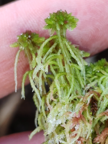 Image of Sphagnum capillifolium by (c) Ljaž, some rights reserved (CC BY)