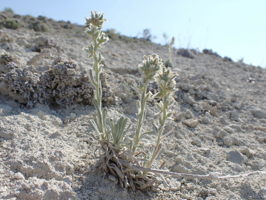 Snake River Cryptantha