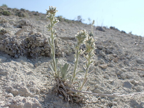 Snake River cryptantha (Cryptantha spiculifera)