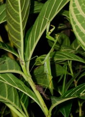 Stagmatoptera septentrionalis