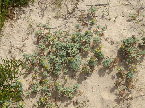 Image of Dasispermum suffruticosum by (c) Shaun Swanepoel, some rights reserved (CC BY)