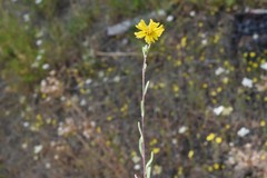 Madia citriodora