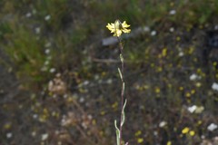 Madia citriodora