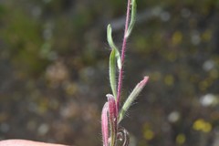 Madia citriodora