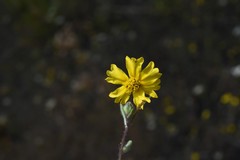 Madia citriodora